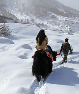 Yak Ride near Tsomgo Lake