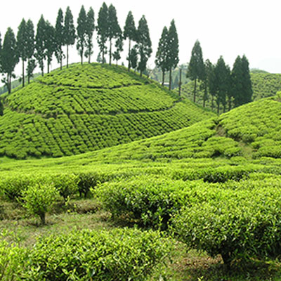 darjeeling tea garden